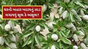 ઘરની બહાર બદામનું ઝાડ લગાવવું શુભ કે અશુભ? જાણો વાસ્તુ શું કહે છે