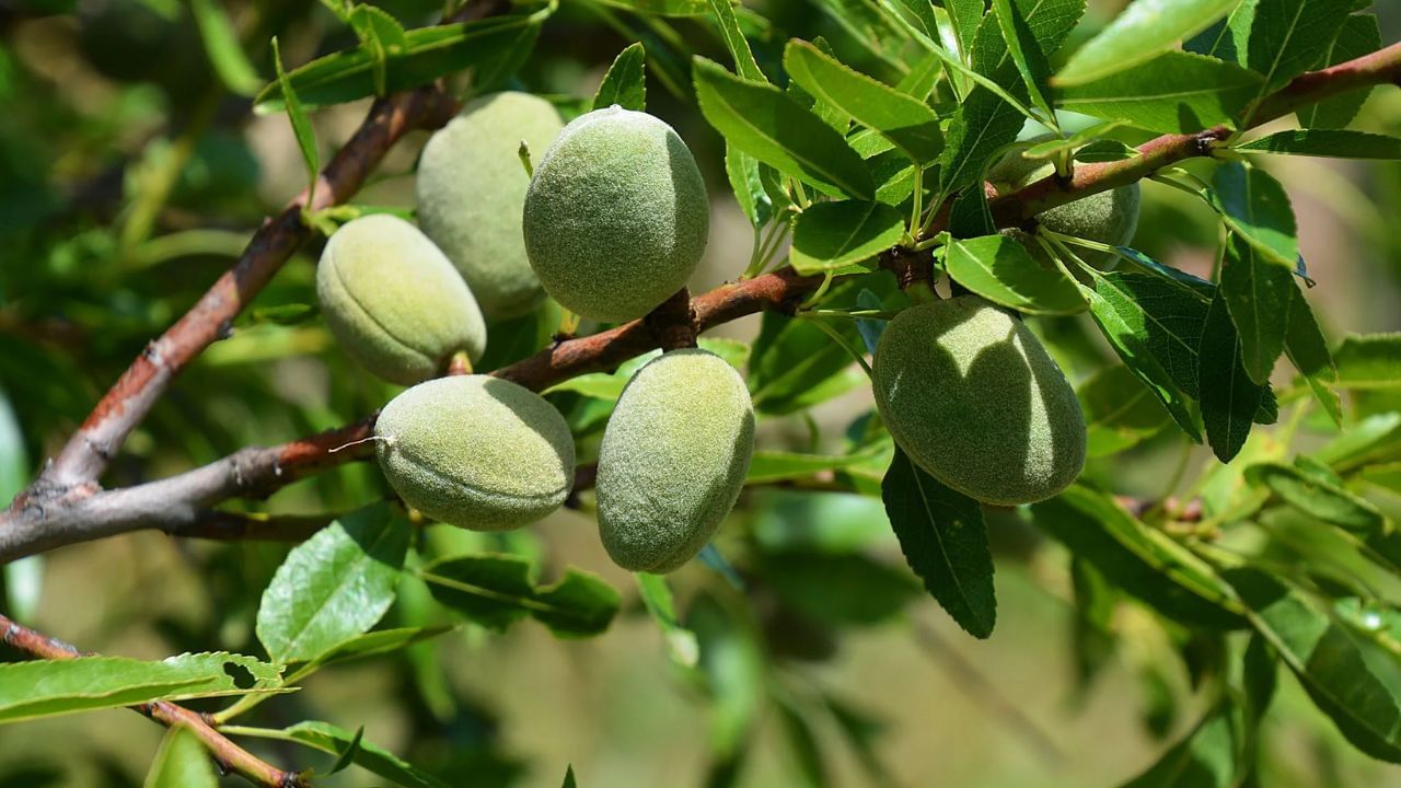 ઘરમાં બદામનું ઝાડ લગાવવાથી ધન-સંપત્તિમાં પણ વધારો થાય છે અને ઘરના સભ્યોની પ્રગતિ સારી થાય છે.  