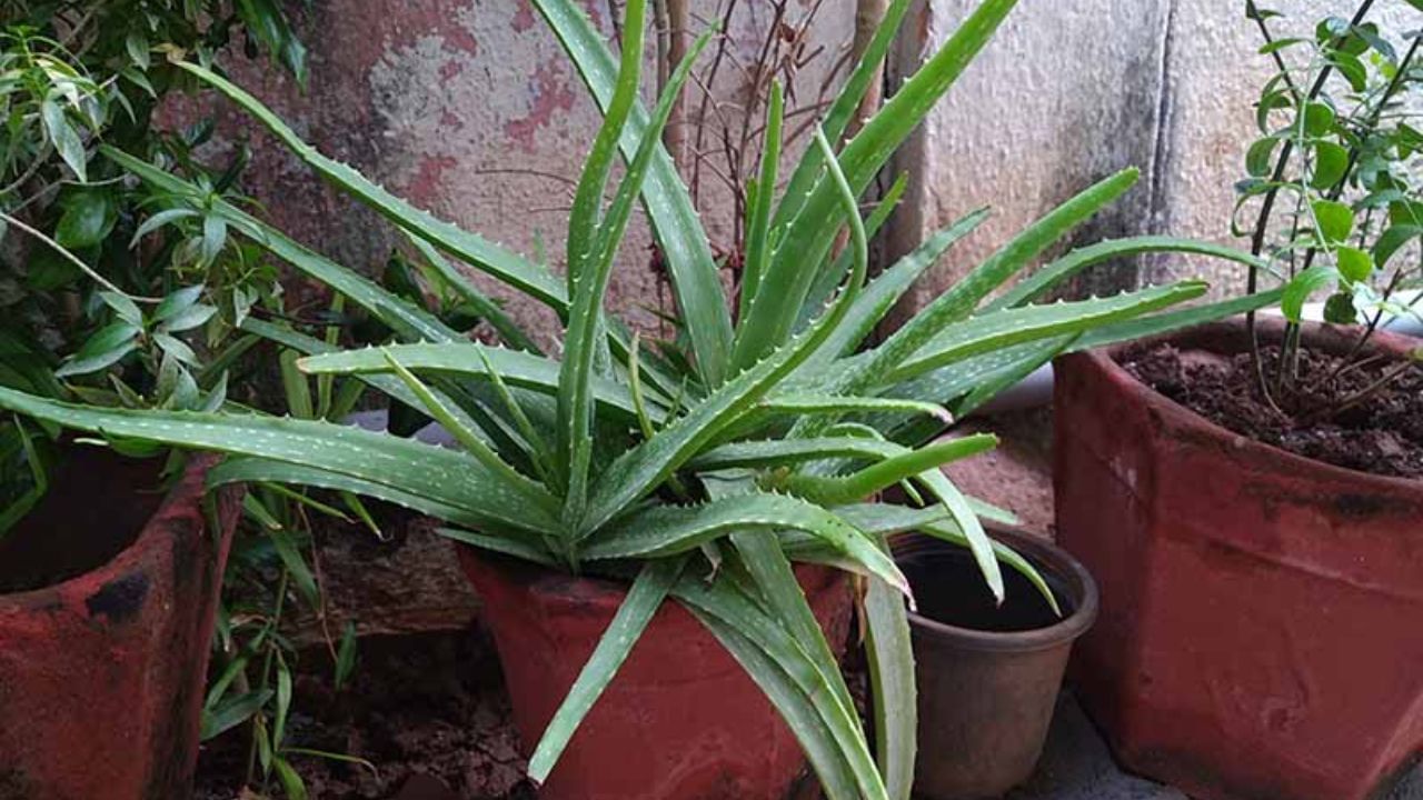 aloe vera in pot (1)