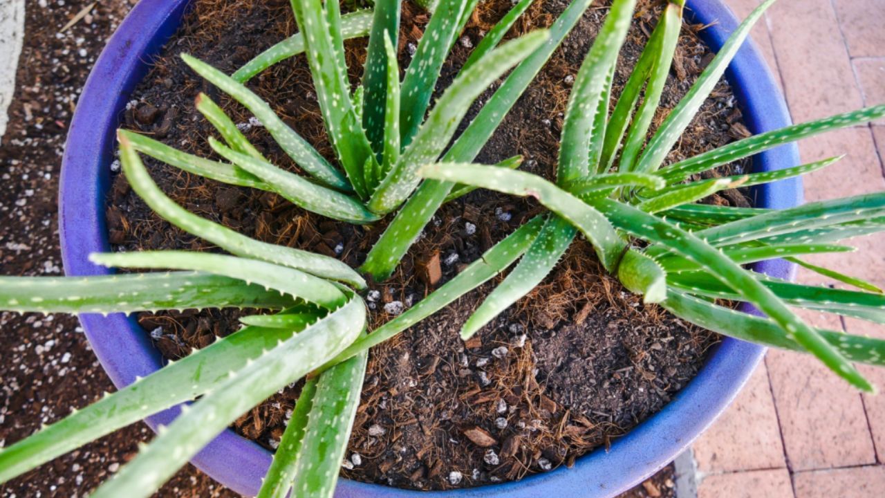 aloe vera in pot (4)