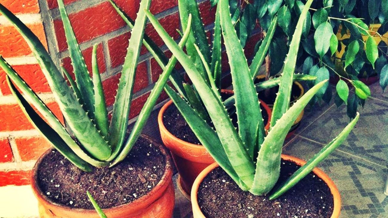 aloe vera in pot (5)