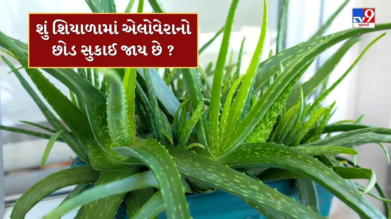 aloe vera in pot (6)