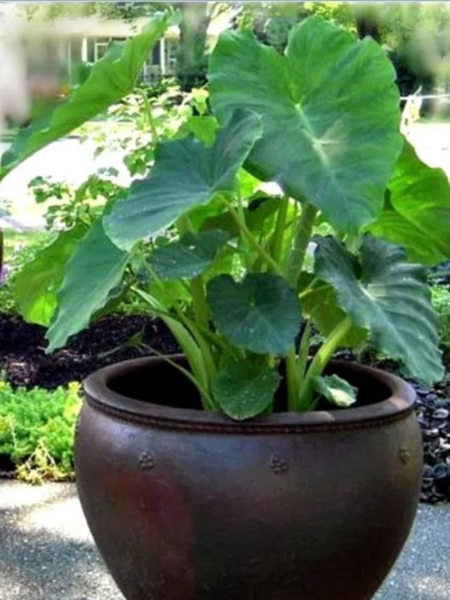 Plant In Pot : ઘરે અળવીનો છોડ ઉગાડવા અપનાવો સરળ ટીપ્સ, જાણો