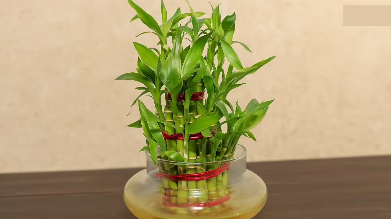 bamboo plant vastu 1