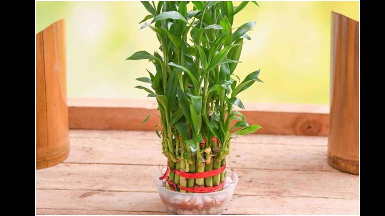 bamboo plant vastu 3
