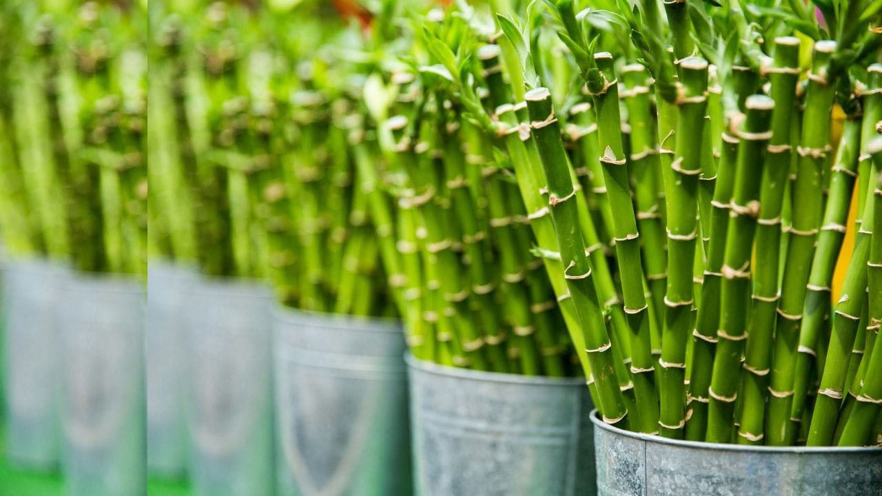 bamboo plant vastu 4