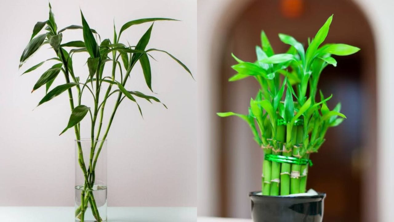 bamboo plant vastu 5