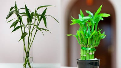 શું તમારા ઘરમાં વાંસનો છોડ છે? જો એમ હોય, તો આ તમારા માટે મહત્વપૂર્ણ સમાચાર છે. વાસ્તુ શાસ્ત્ર અને ફેંગશુઈ બંનેમાં વાંસના છોડને ખૂબ શુભ માનવામાં આવે છે.