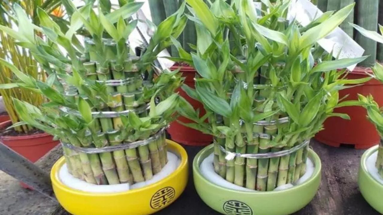 bamboo plant vastu 6