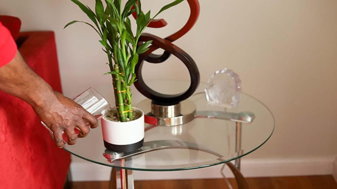 bamboo plant vastu 7