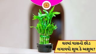 ઘરમાં વાસનો છોડ લગાવવો શુભ છે કે અશુભ ? જાણો વાસ્તુ શું કહે છે