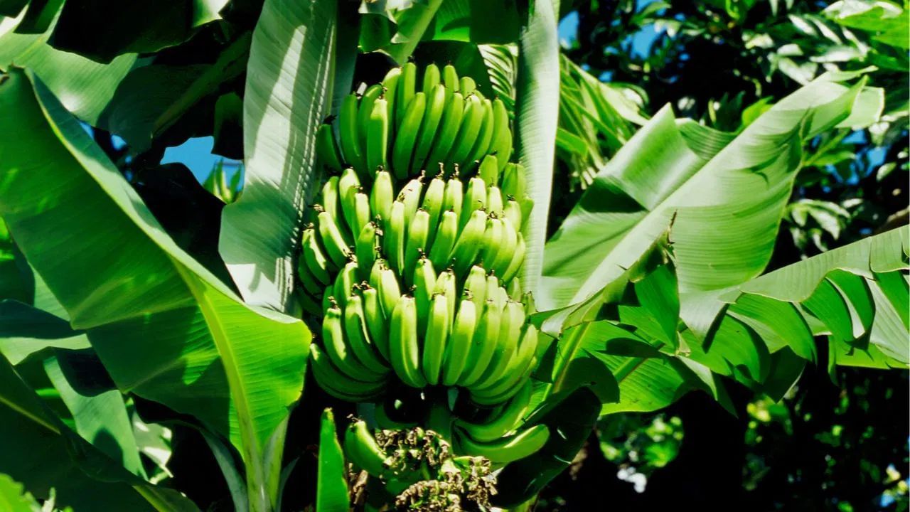 કાચા કેળાના ફાયદા - કાચા કેળામાં પ્રતિરોધક સ્ટાર્ચ હોય છે, જે એક પ્રકારનું કાર્બોહાઇડ્રેટ છે જે પાચનતંત્ર માટે ધીમું કરે છે અને બ્લડ સુગર લેવલને નિયંત્રિત કરવામાં મદદ કરે છે. કાચા કેળામાં ફાઇબર વધુ હોય છે, જે પાચનતંત્ર માટે ફાયદાકારક છે. કાચા કેળા ડાયાબિટીસ અથવા ઇન્સ્યુલિન પ્રતિકાર ધરાવતા લોકો માટે સૌથી ફાયદાકારક છે.