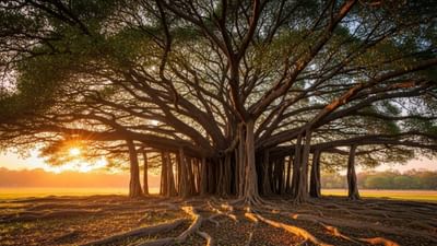 હિન્દુ માન્યતાઓ અનુસાર, ઘરમાં ઘણા છોડ વાવવામાં આવે છે. વડનું ઝાડ તેમાંથી એક છે. ધાર્મિક રીતે, વડનું ઝાડ શુભ માનવામાં આવે છે, પરંતુ કેટલાક લોકો તેને ઘરમાં વાવવાનું ટાળે છે કારણ કે જ્યારે તે ઝાડ ઘરમાં ઉગે છે, ત્યારે તે ખૂબ મોટા કદમાં વધે છે. આ કારણે, તે ઘર માટે હાનિકારક હોઈ શકે છે. 