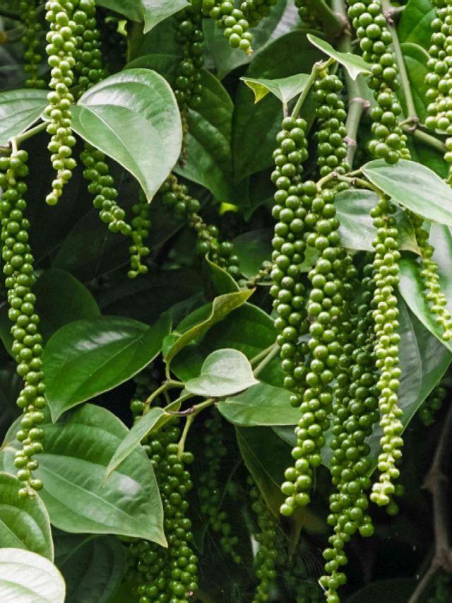 Plant In Pot : ઘરે કાળા મરીનો છોડ ઉગાડવા અપનાવો આ ટીપ્સ, જાણો