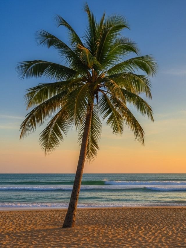 નાળિયેરને 'Traveller Plant' કેમ કહેવામાં આવે છે?