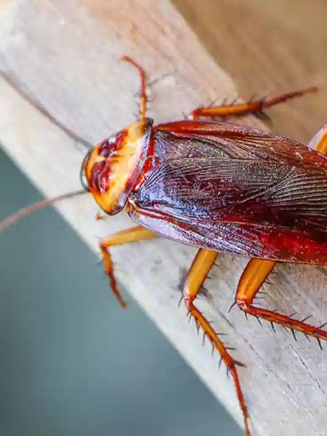 વંદાને તમારા ઘરથી દૂર રાખવા માટે આ પગલાં અજમાવી જુઓ