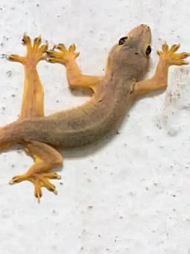 Tokay Gecko Farming : આ જગ્યાએ થાય છે ગરોળીની ખેતી, જાણો