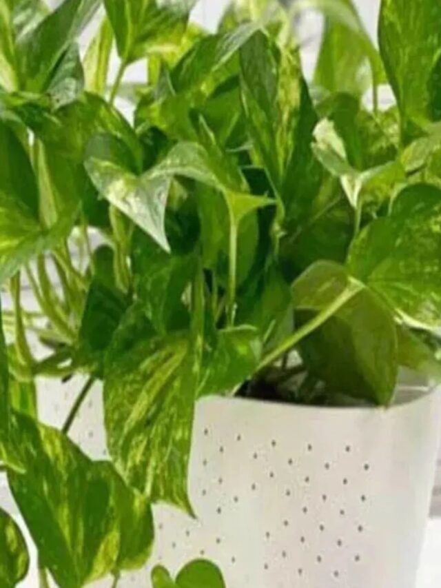 Vastu : ઘરમાં આ ત્રણ જગ્યાએ ભૂલથી પણ મની પ્લાન્ટ ન રાખતા, થશે મોટું નુકસાન!