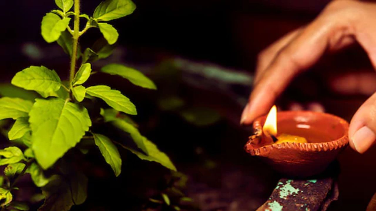 4. સુખ અને સમૃદ્ધિમાં વધારો: દરરોજ સાંજે તુલસીના છોડ પાસે દીવો પ્રગટાવવાથી સુખ અને સમૃદ્ધિ વધે છે. ઘરમાં સૌભાગ્ય રહેવા લાગે છે. આ સાથે, ઘરનો દરેક ખૂણો ખુશીઓથી ભરાઈ જવા લાગે છે. એકંદરે, આ તમારા ઘરને બદલી શકે છે અને નાણાકીય મુશ્કેલીઓ પણ દૂર કરી શકે છે.