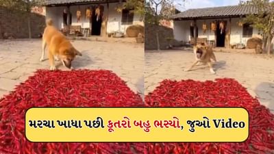હવે, હસવું રોકી બતાવો! કૂતરાંએ ખાધા લાલ મરચા, પછી થઈ જોયા જેવી, Video જોઈને હસી હસીને લોટ પોટ થશો