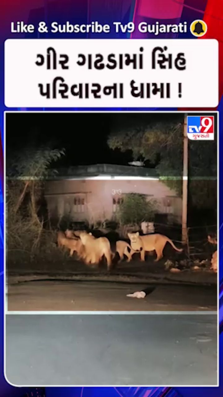 શહેરની ગલીઓમાં સાવજની ડણક..!
