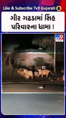 શહેરની ગલીઓમાં સાવજની ડણક..!