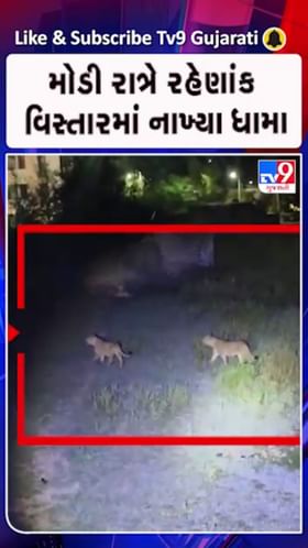 સિંહ પરિવારની લટારથી સ્થાનિકોમાં ફફડાટ