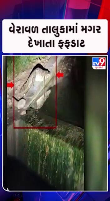 મગર જોવા મળતા સ્થાનિકોમાં ભય