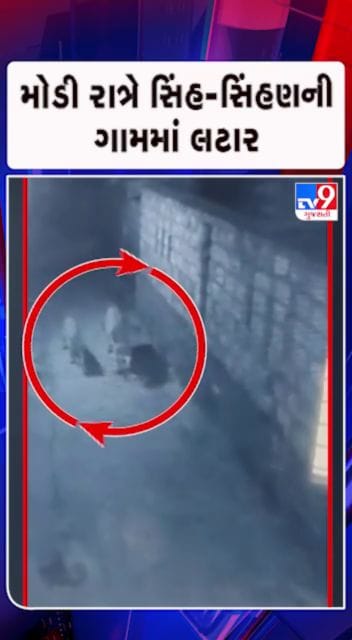 સિંહ-સિંહણ દેખાતા ગ્રામજનોમાં ભય