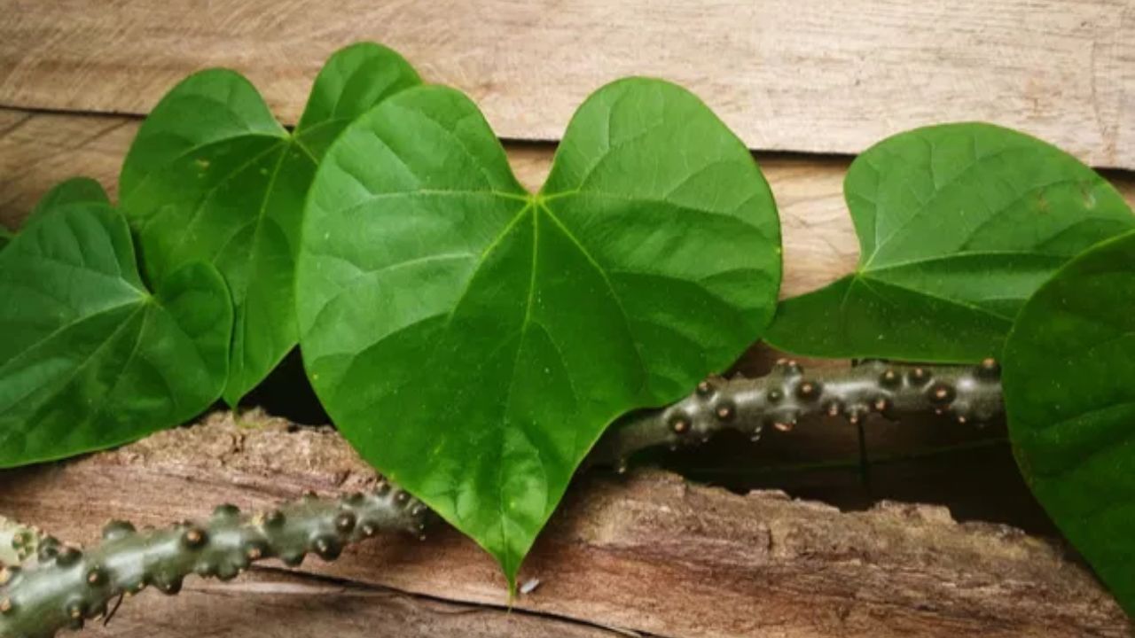 गिलोय का स्वाद भले ही कड़वा हो, लेकिन इसकी क्रिया अत्यंत संतुलित और प्रभावी है। गिलोय किसी आक्रामक सप्लीमेंट की तरह रोग प्रतिरोधक क्षमता को बढ़ावा नहीं देता, बल्कि शरीर की प्रतिरक्षा प्रणाली को संतुलित और नियंत्रित रखने में मदद करता है, ताकि संक्रामक रोगों के दौरान प्रतिरक्षा प्रतिक्रिया अत्यधिक न हो। ऋतु परिवर्तन के दौरान, गिलोय के तने के रस को शहद में मिलाकर दो सप्ताह तक सेवन करने से बार-बार होने वाले बुखार और थकान जैसी समस्याओं से राहत मिल सकती है। गिलोय का नियमित और अनुशासित सेवन इसके लाभों को और अधिक प्रभावी बनाता है।