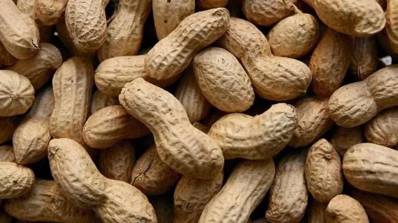 કિડનીના રોગવાળા લોકોએ મગફળી ખાતા પહેલા ડૉક્ટરની સલાહ લેવી જોઈએ. મગફળીમાં પ્રોટીન, પોટેશિયમ અને ફોસ્ફરસ હોય છે, તેથી કિડનીના દર્દીઓએ તેનું સેવન મર્યાદિત માત્રામાં કરવું જોઈએ. વધુ પડતી મગફળી ખાવાથી કિડની પર દબાણ આવી શકે છે અને શરીરમાં વધારાનો કચરો જમા થઈ શકે છે.