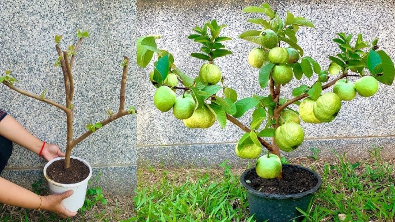 guava plant in pot (1)