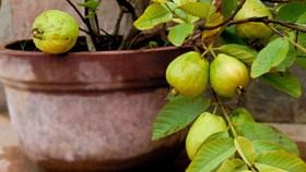 Plant In Pot : કૂંડામાં ઉગાડો જામફળનો છોડ, આ રહી સરળ ટીપ્સ