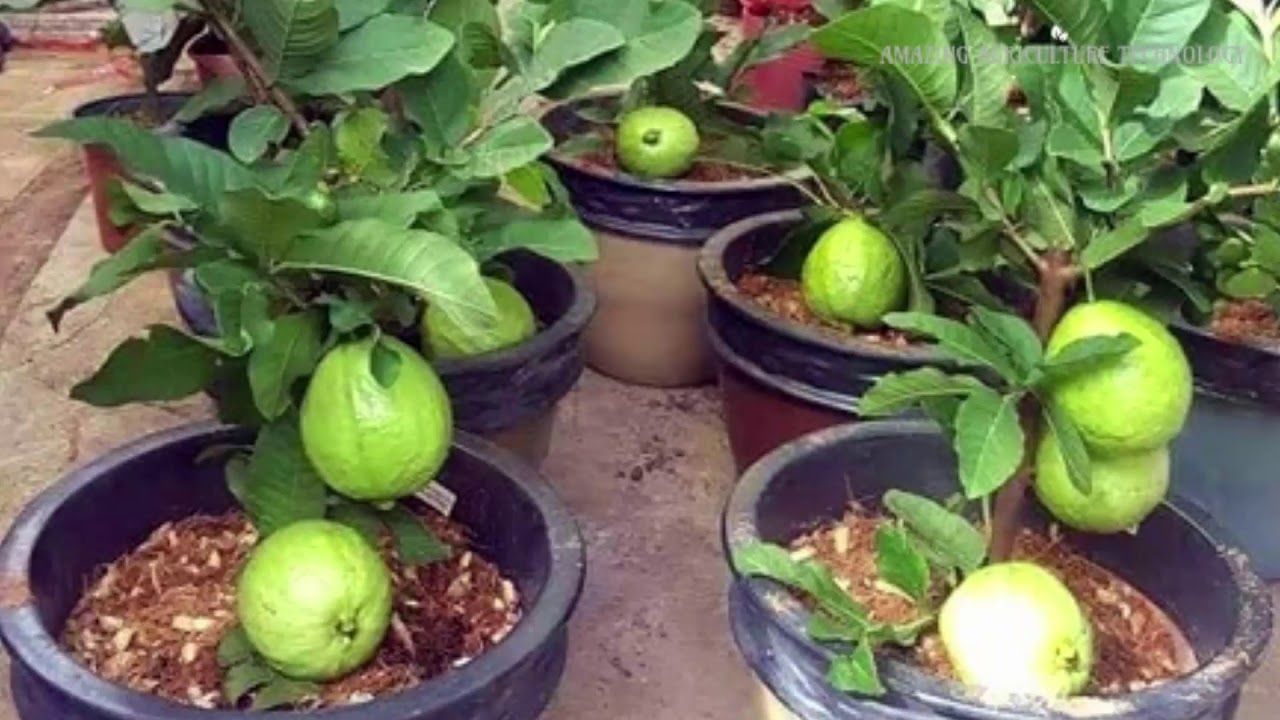 guava plant in pot (3)