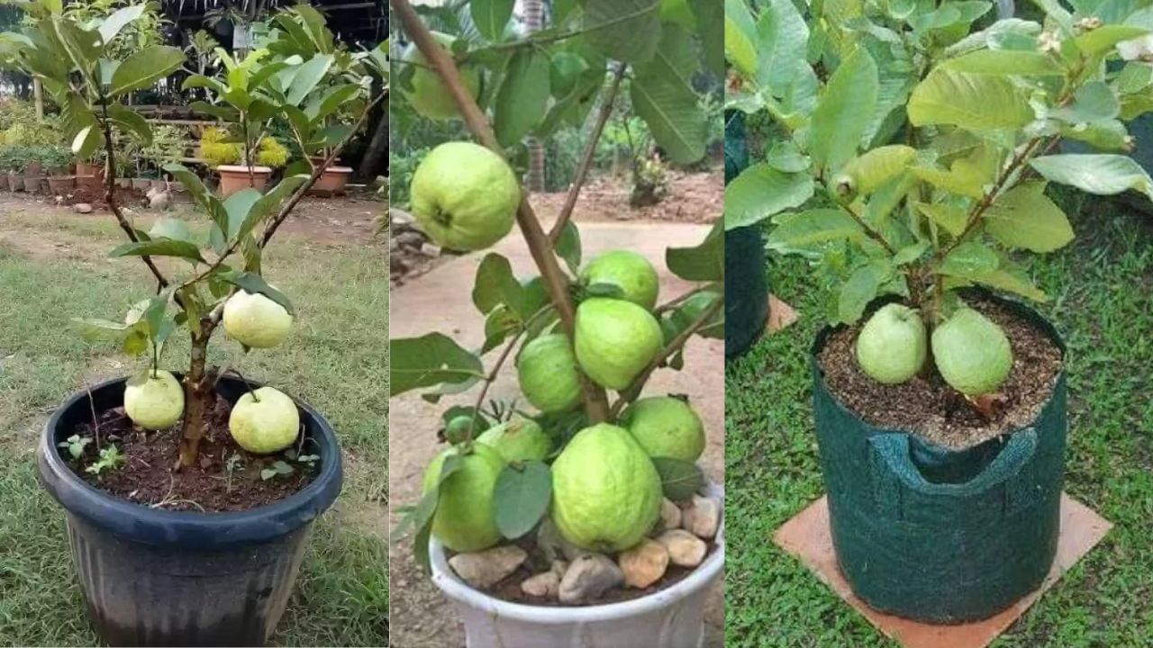 guava plant in pot (4)