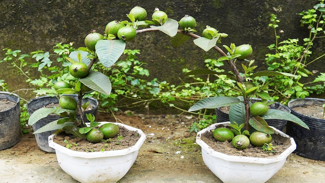guava plant in pot (5)