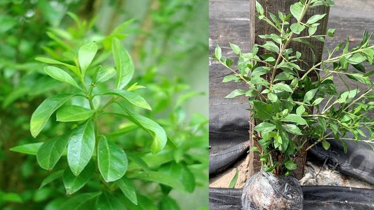 હિન્દુ ધર્મમાં મહેંદીનું વિશેષ મહત્વ છે. કરવા ચોથ, હર્તાલિકા તીજ અને વટ સાવિત્રી જેવા તહેવારોમાં મહેંદી લગાવવી શુભ માનવામાં આવે છે. પરિણીત મહિલાઓને તેમના લગ્નના શણગાર સાથે મહેંદી આપવામાં આવે છે. તેનો ઉપયોગ ધાર્મિક વિધિઓ અને તહેવારોમાં પણ થાય છે. મહેંદી સુંદરતા, શુભતા અને ખુશીનું પ્રતીક છે. પણ શું આ ઝાડ ઘરના આસપાસ લગાવવું શુભ છે કે અશુભ?