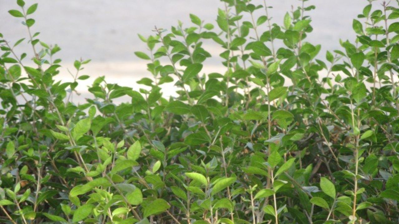 વાસ્તુ શાસ્ત્ર અનુસાર, ઘરમાં મેંદીનો છોડ લગાવવો શુભ માનવામાં આવતો નથી. તેની સુગંધ આકર્ષક હોઈ શકે છે, પરંતુ વાસ્તુ માને છે કે મેંદીના છોડમાં નકારાત્મક ઉર્જા રહે છે. 