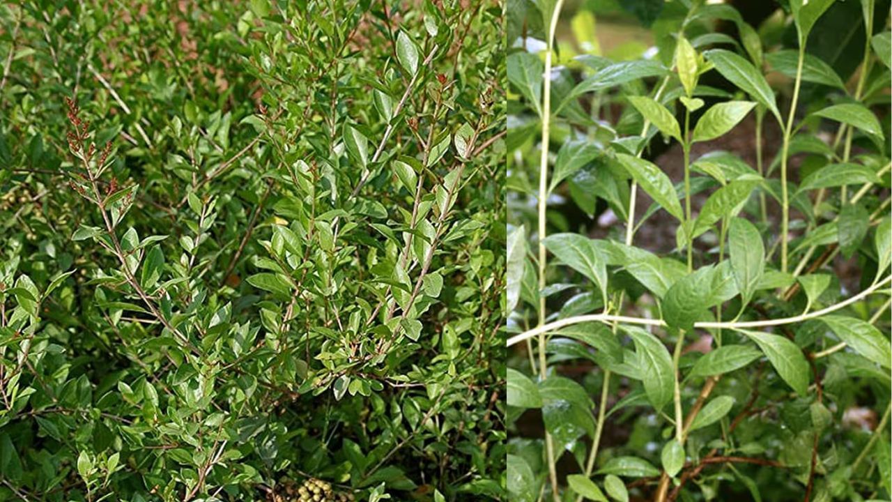 આથી જ્યાં પણ આ છોડ લગાવવામાં આવે છે, ત્યાં નકારાત્મક ઉર્જાનો પ્રવાહ વધે છે, જે ઘરની સુખ, શાંતિ અને સમૃદ્ધિમાં અવરોધ લાવી શકે છે.