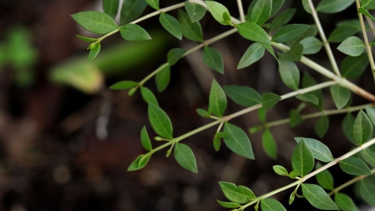 વાસ્તુ અનુસાર, કેટલાક વૃક્ષો અને છોડ એવા છે જે ઘર માટે અશુભ હોઈ શકે છે; આવા વૃક્ષો અને છોડ ઘરમાં નકારાત્મક ઉર્જા ફેલાવે છે. વાસ્તુ અનુસાર, મહેંદી, કપાસ, બાવળ અને આમલીના વૃક્ષો ક્યારેય ઘરમાં ન લગાવવા જોઈએ.