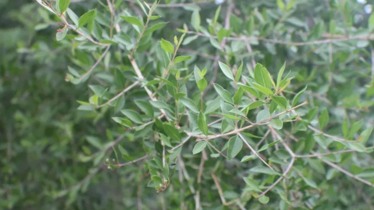 મહેંદીનો છોડ ઘરમાં લગાવવાથી ઘરનું વાસ્તુ સંતુલન બગડી શકે છે. તેથી, વાસ્તુ નિષ્ણાતો ઘરની અંદર કે બહાર, જેમ કે આંગણામાં કે બાલ્કનીમાં, મેંદીના છોડ લગાવવાનું ટાળવાની સલાહ આપે છે.