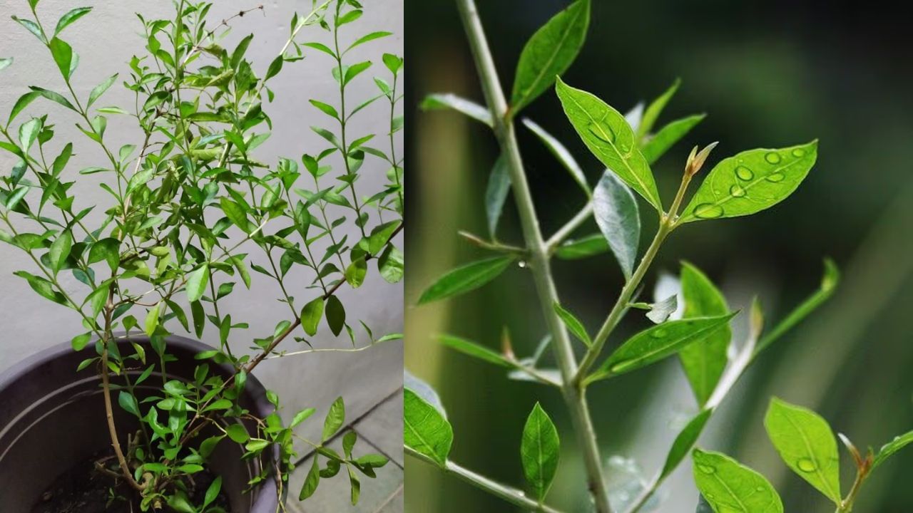 વાસ્તુ શાસ્ત્ર અનુસાર, મહેંદીનો છોડ નકારાત્મક ઉર્જાને આકર્ષે છે. આનાથી ઘરમાં તણાવ, અશાંતિ અને પ્રગતિમાં અવરોધ આવી શકે છે. 