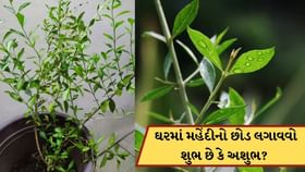 ઘરમાં કે ઘરની આસપાસ મહેંદીનો છોડ લગાવવો શુભ છે કે અશુભ?