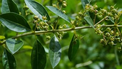 છોડ ઘરને સુંદર બનાવે છે અને પર્યાવરણને શુદ્ધ કરે છે. વાસ્તુ શાસ્ત્ર મુજબ કેટલાક વૃક્ષો ઘરની આસપાસ ખુબ જ શુભ માનવામાં આવે છે. તો શું ઘરમાં કે ઘરની આસપાસ મહેંદીનો છોડ કે ઝાડ લગાવવું કે હોવું શુભ છે કે અશુભ ચાલો જાણીએ . 