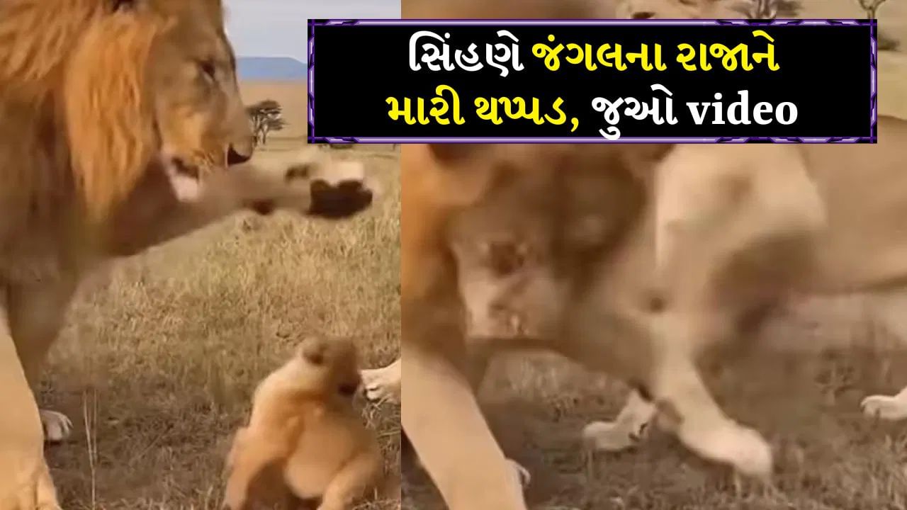 Funny Video Viral : સિંહણે જંગલના રાજાને મારી થપ્પડ, સિંહની હાલત થઈ ખરાબ, જાણો કારણ