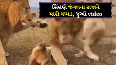 Funny Video Viral : સિંહણે જંગલના રાજાને મારી થપ્પડ, સિંહની હાલત થઈ ખરાબ, જાણો કારણ
