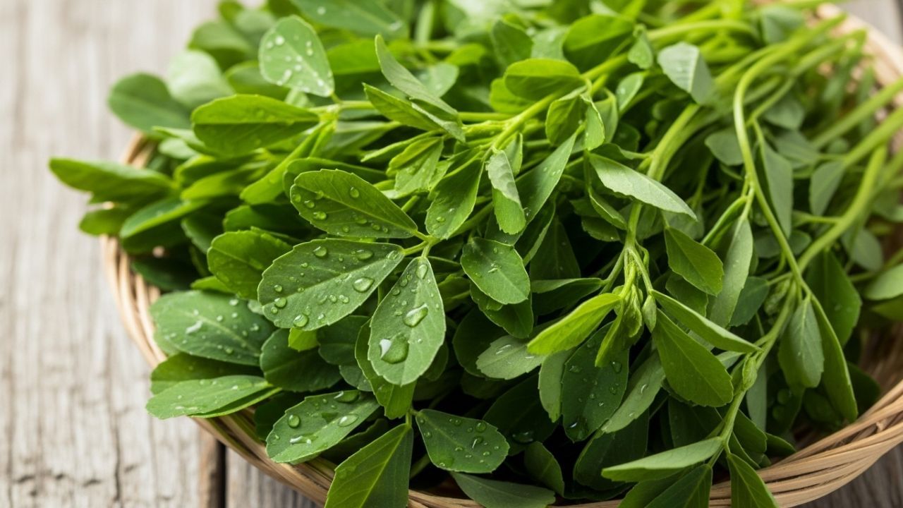 વજન ઘટાડવામાં મદદ કરે છે - મેથીમાં ભરપૂર માત્રામાં ફાઇબર હોય છે, જે પાચનમાં સુધારો કરે છે અને ચયાપચયને ઝડપી બનાવે છે. તેને ખાવાથી પેટ લાંબા સમય સુધી ભરેલું રહે છે, વારંવાર ખાવાની ઇચ્છા ઓછી થાય છે. તેથી, વજન ઘટાડવા માટે મેથી એક ઉત્તમ વિકલ્પ છે. તમે નાસ્તામાં મેથીની વાનગી બનાવી શકો છો. આ તમને લાંબા સમય સુધી તૃપ્ત રાખશે, વધુ પડતું ખાવાનું અટકાવશે અને સંતુલિત વજન જાળવી રાખશે.