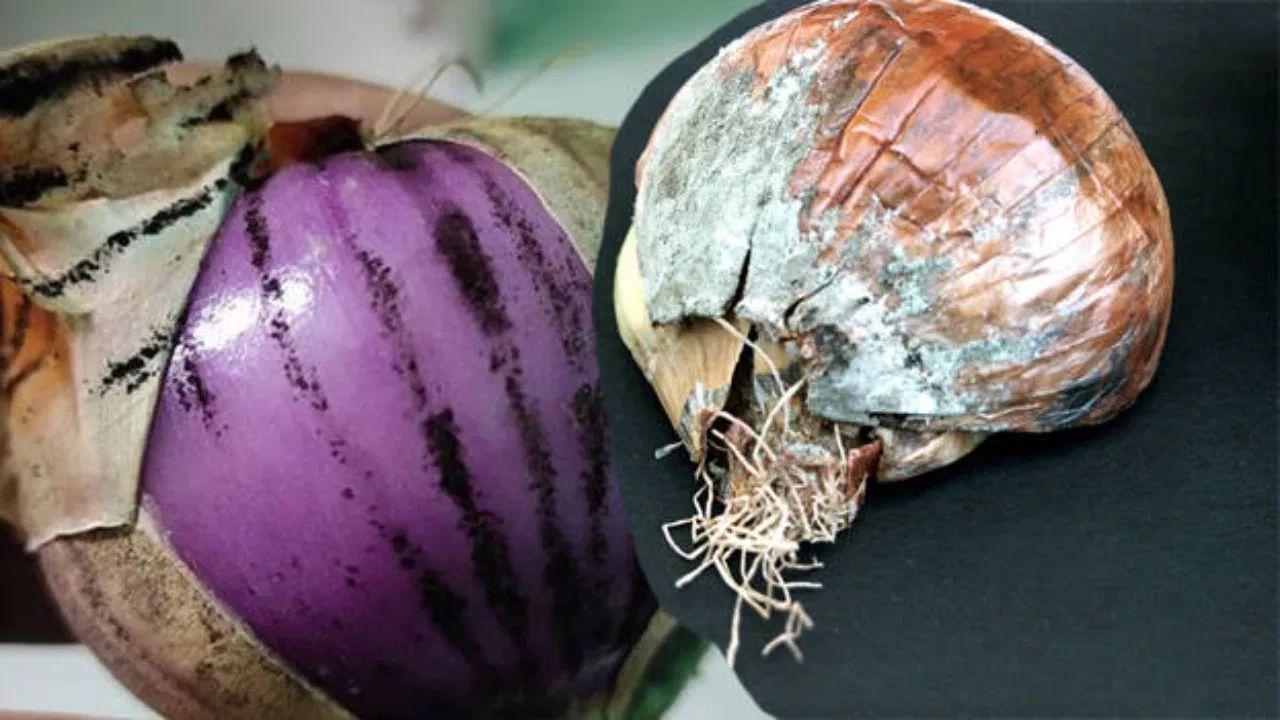 Disclaimer: આ લેખમાં લખેલી સલાહ અને સૂચનો ફક્ત સામાન્ય માહિતી માટે છે. કોઈપણ સમસ્યા અથવા પ્રશ્નો માટે નિષ્ણાતની સલાહ લો.