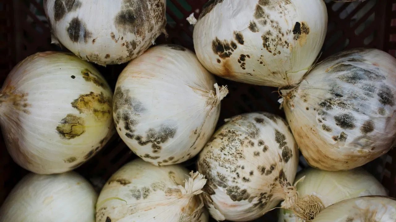 ડુંગળી સંગ્રહિત કરવાની યોગ્ય રીત - ડુંગળીને ક્યારેય રેફ્રિજરેટરમાં ન રાખવી જોઈએ, કારણ કે ભેજને કારણે તે ઝડપથી સડી જાય છે. રેફ્રિજરેટરમાં કાપેલી ડુંગળી ખુલ્લી ન રાખો. ડુંગળીને બટાકા સાથે ક્યારેય સંગ્રહિત ન કરો, કારણ કે બટાકામાંથી ભેજને કારણે ડુંગળી ઝડપથી બગડશે. ડુંગળીને હંમેશા ઠંડી, સૂકી અને સારી રીતે હવાની અવરજવરવાળી જગ્યાએ સંગ્રહિત કરો જેથી તે લાંબા સમય સુધી તાજી રહે.