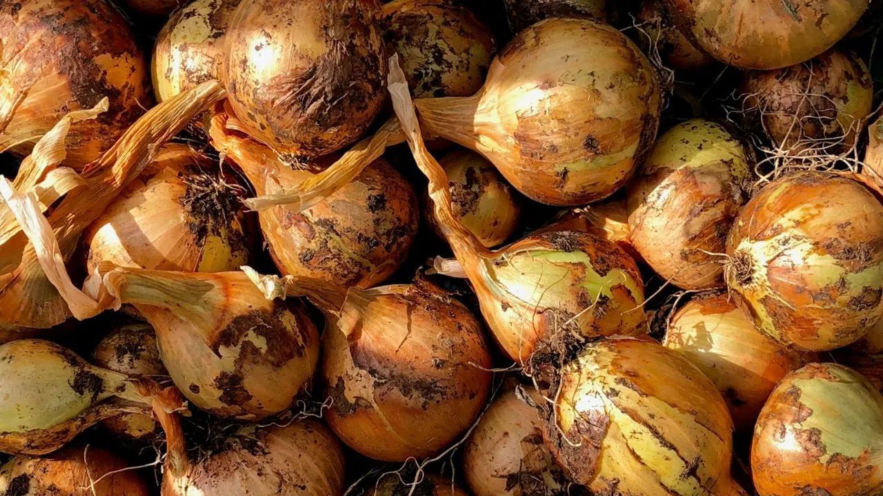 ઓછી રોગપ્રતિકારક શક્તિ ધરાવતા લોકોએ આવી ડુંગળીનું સેવન કરવાનું ટાળવું જોઈએ. અસ્થમા, ક્ષય રોગ અથવા HIV જેવા રોગ ધરાવતા લોકોએ પણ ડુંગળીનું સેવન કરવાનું ટાળવું જોઈએ. આ ફૂગના કણ શ્વાસ દ્વારા શરીરમાં પ્રવેશી શકે છે અને ફેફસામાં ચેપનું કારણ બની શકે છે.